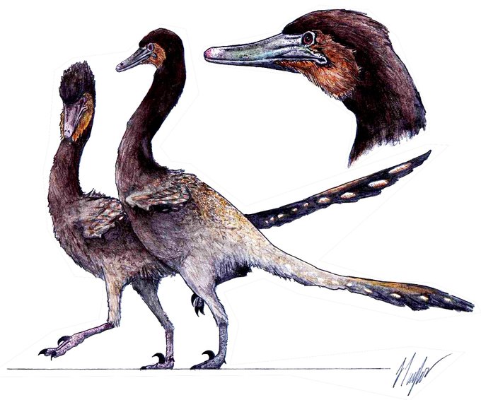 Рисунок нового дромеозаврида