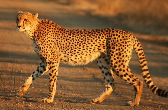 1200px Cheetah Kruger