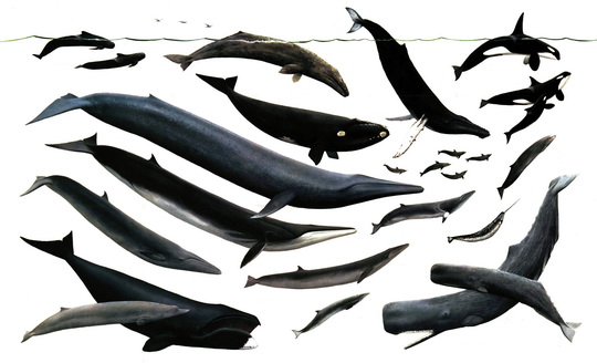 Разнообразие китообразных