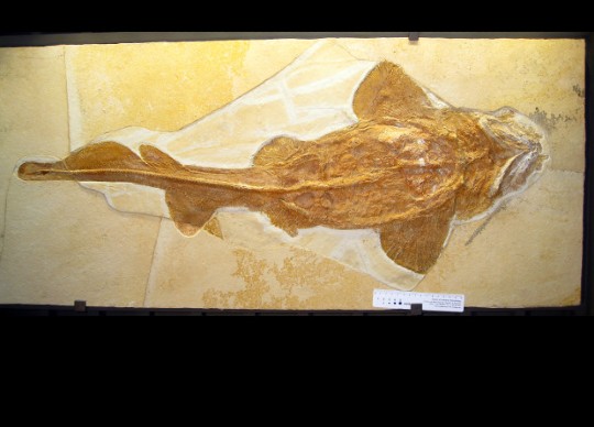 palaeocarcharias stromeri 1