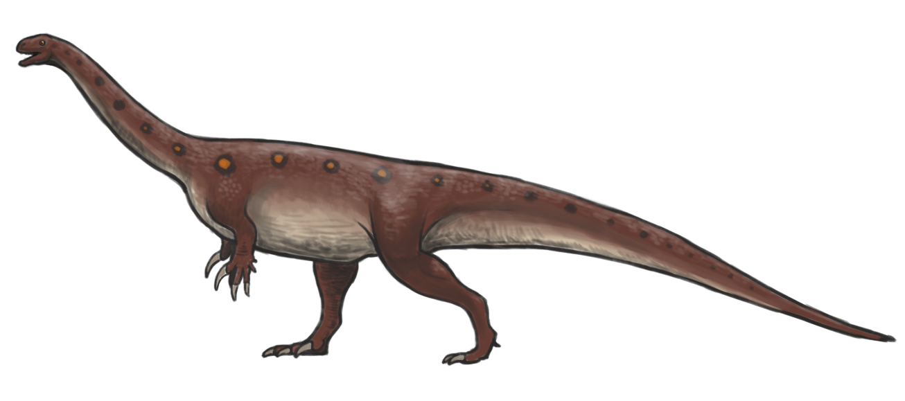 Massospondylus reconstruction