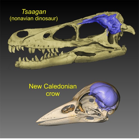 bird brains