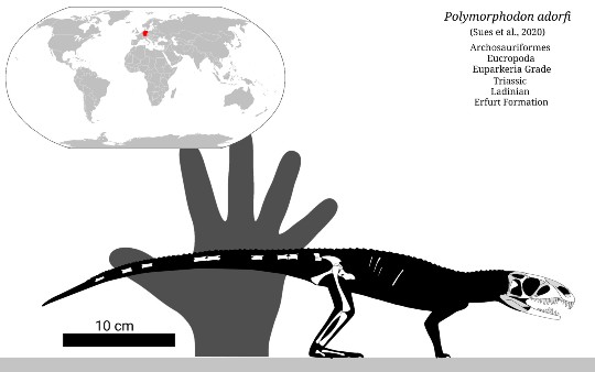 polymorphodon adorfi