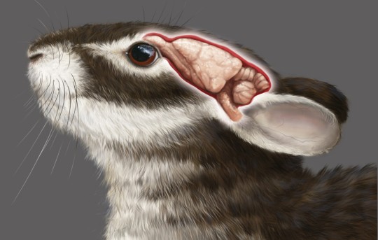 megalagus turgidus 1