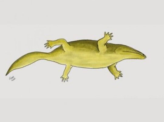 metoposaurus krasiejowensis 1