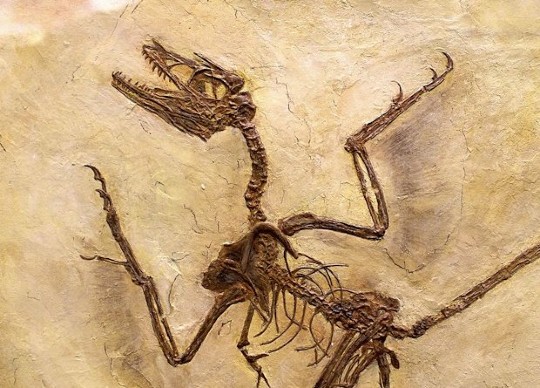 microraptor gui 1