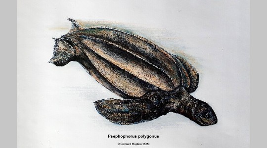 psephophorus polygonus 1