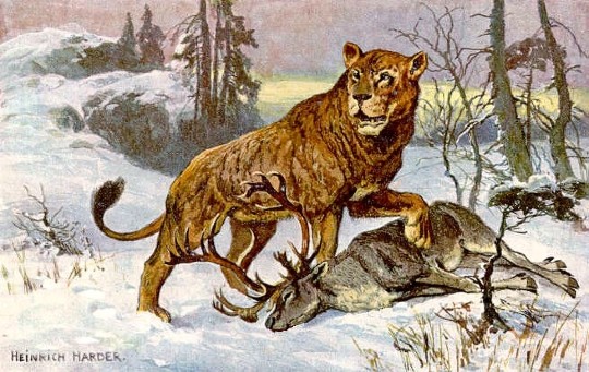 panthera leo spelaea