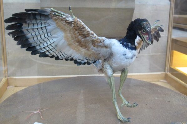 archaeopteryx 1