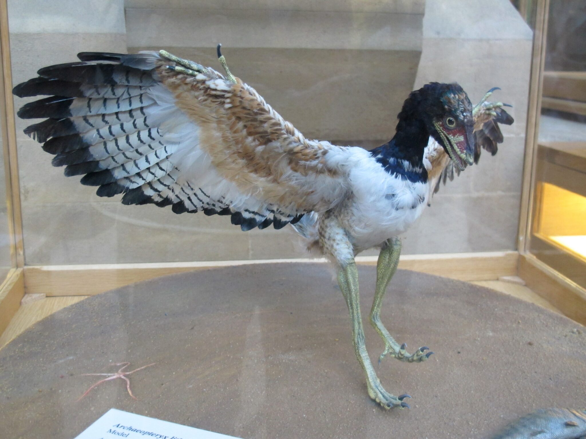 archaeopteryx 1