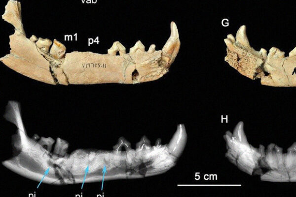 canis chihliensis