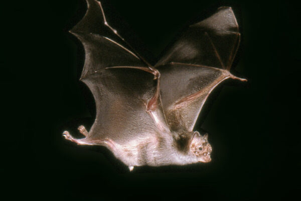 chiroptera 1