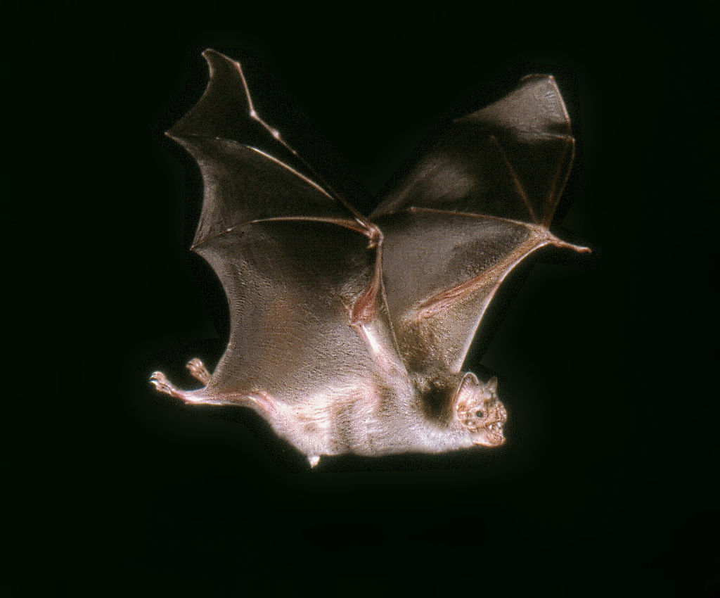 chiroptera 1