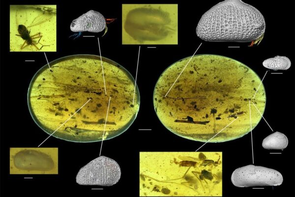 myanmarcypris hui sperm 1