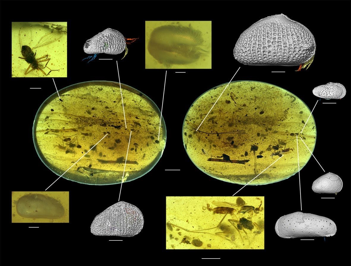 myanmarcypris hui sperm 1