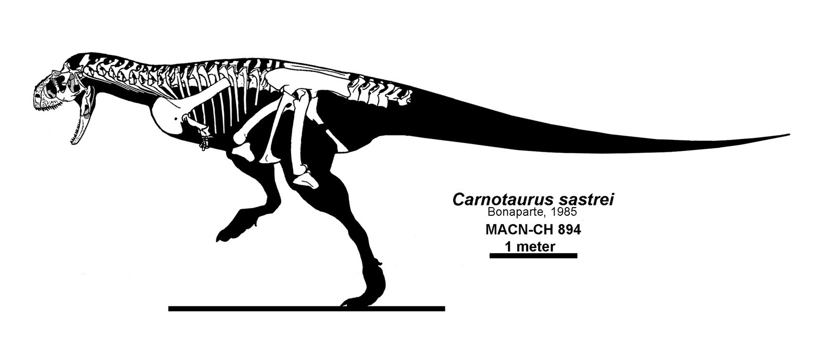 carnotaurus sastrei 2