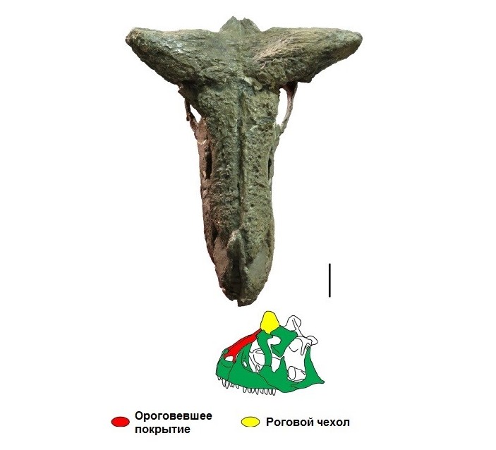 carnotaurus sastrei 3