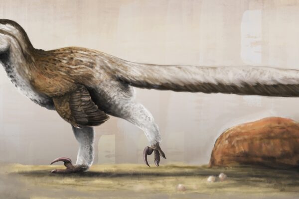 dromaeosauridae 1