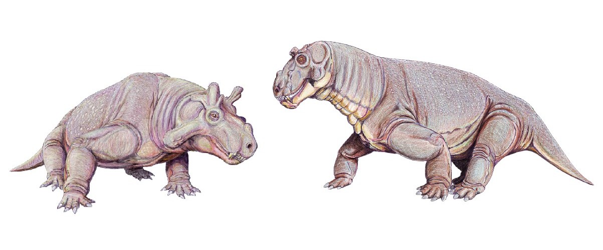 estemmenosuchus 2