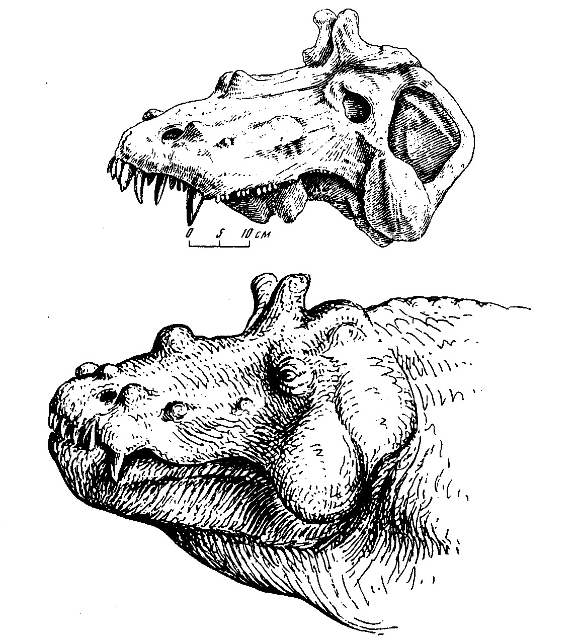 estemmenosuchus 3