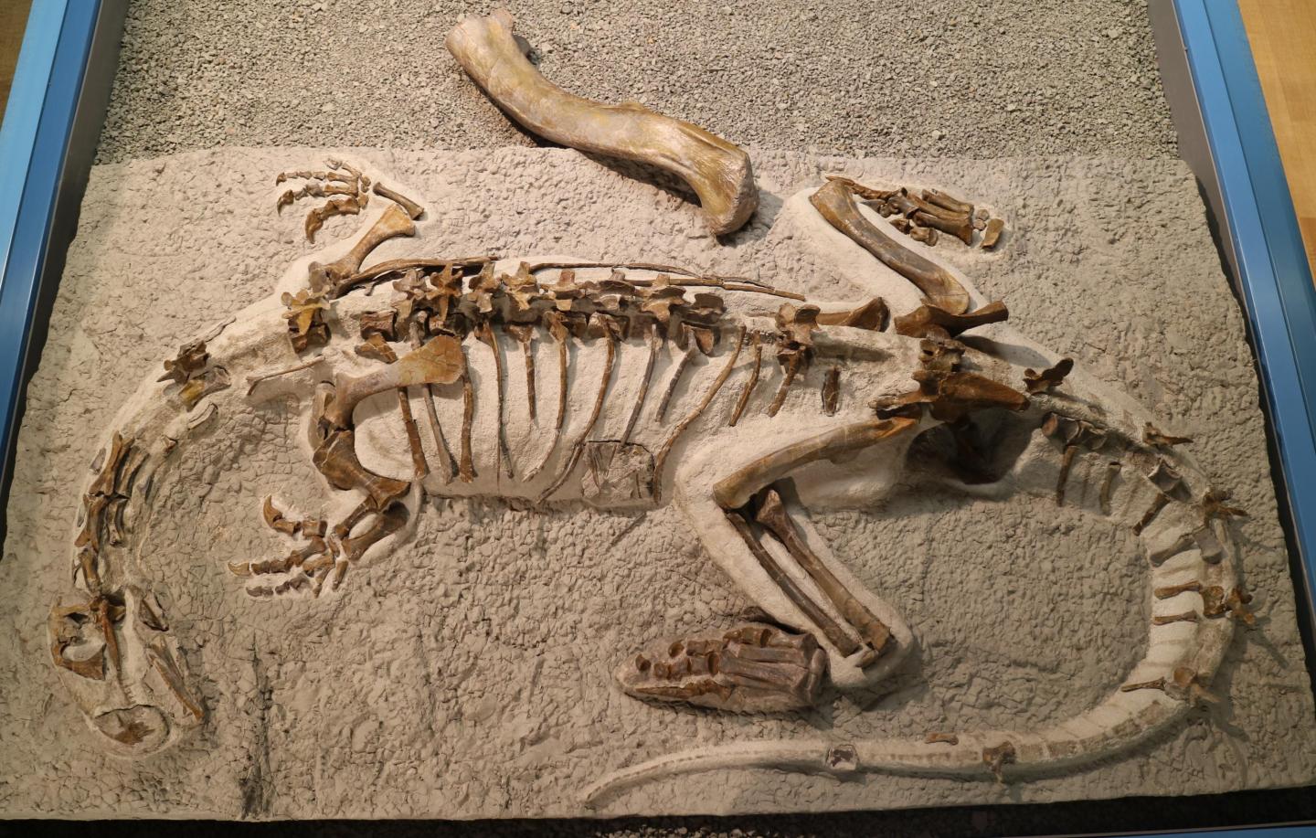 plateosaurus 2