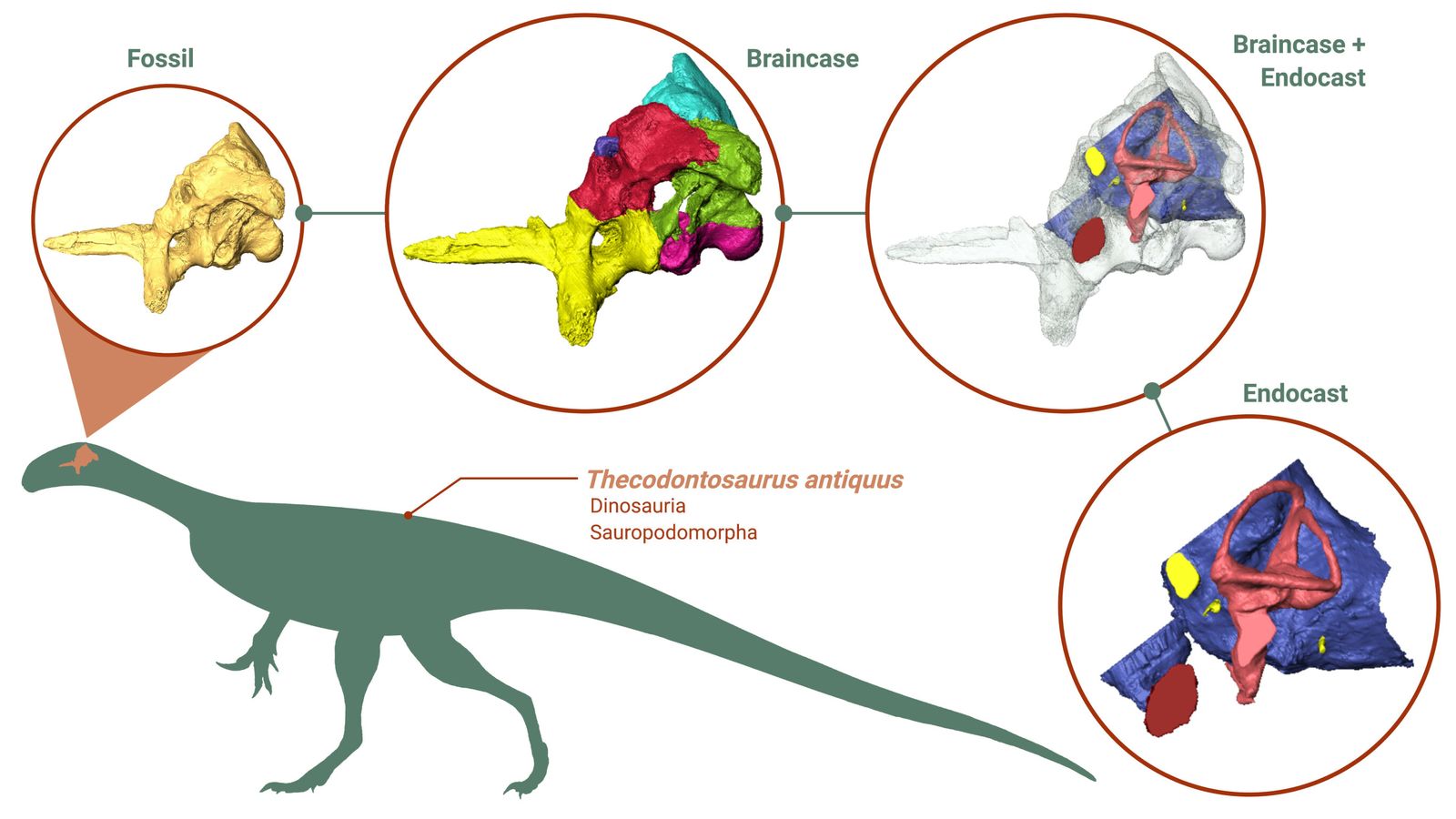 thecodontosaurus antiquus 1