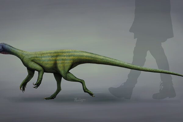 thecodontosaurus antiquus 2