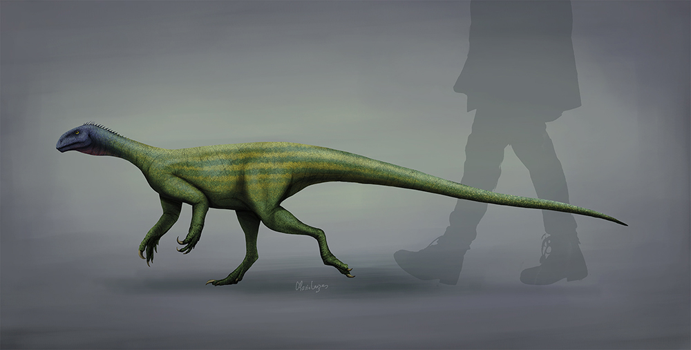 thecodontosaurus antiquus 2
