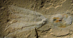 ancient octopoda 1