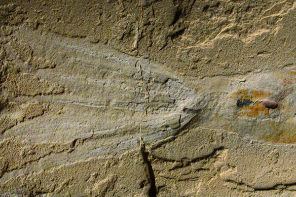ancient octopoda 1