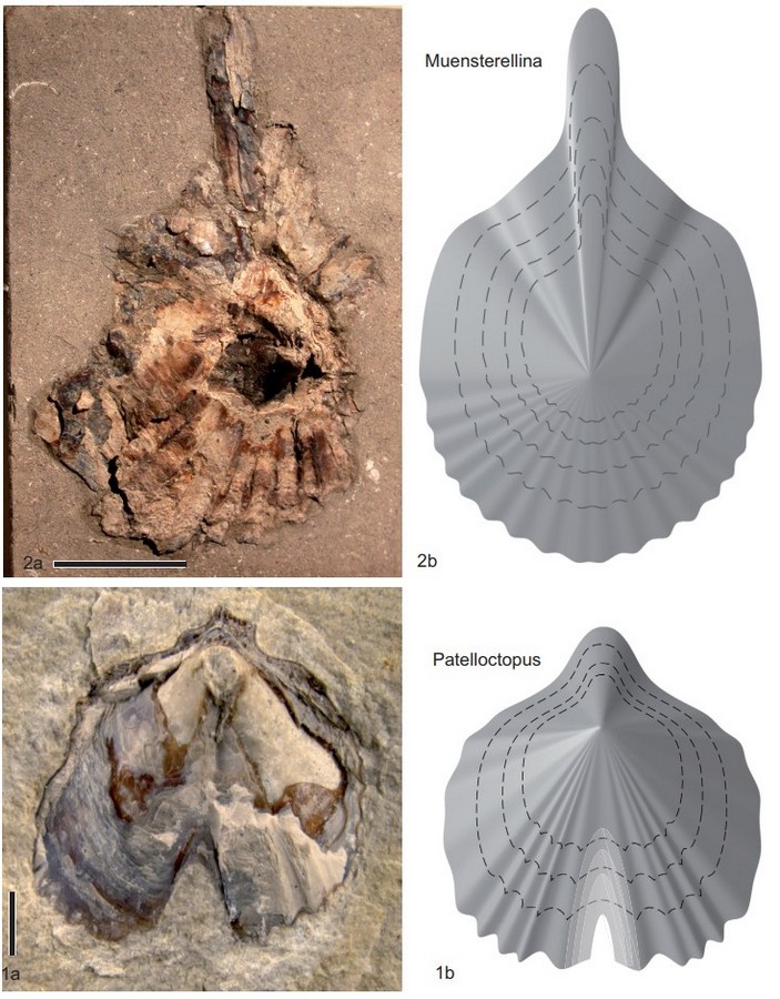 ancient octopoda 10