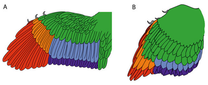 archaeopteryx feathers 1