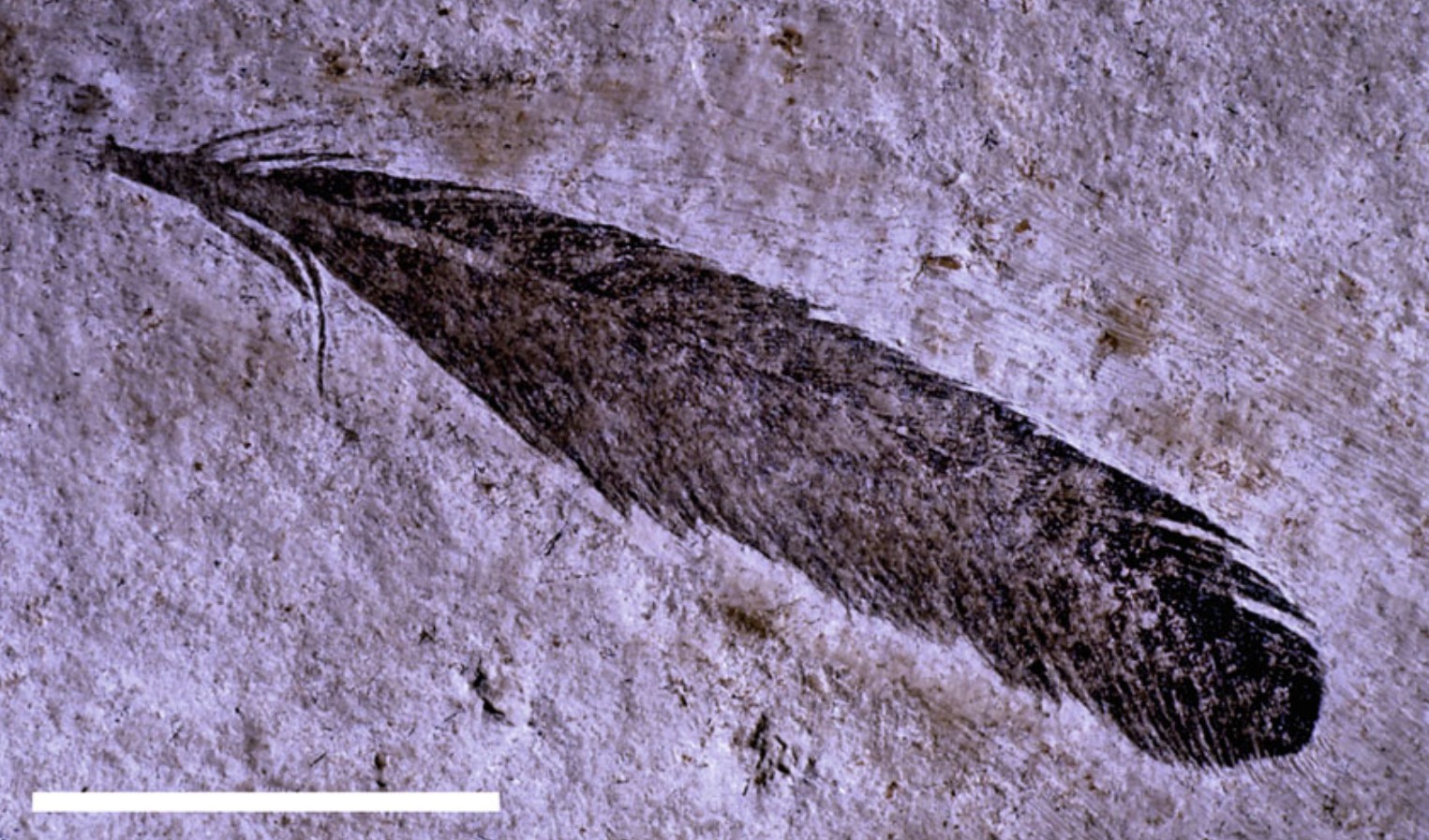 archaeopteryx feathers 4