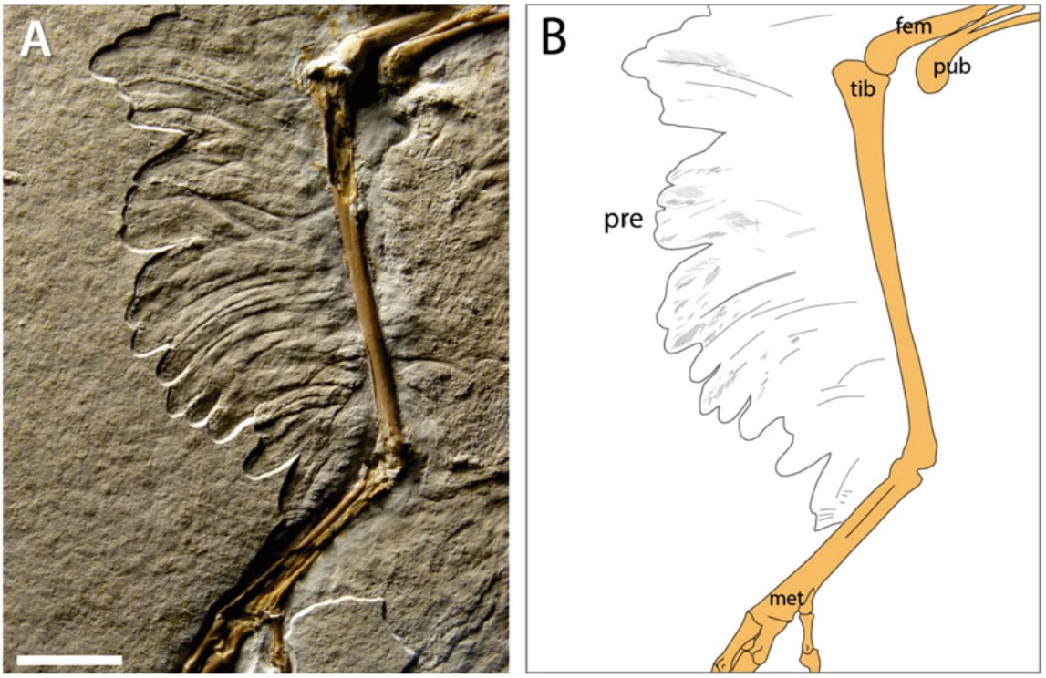 archaeopteryx feathers 5