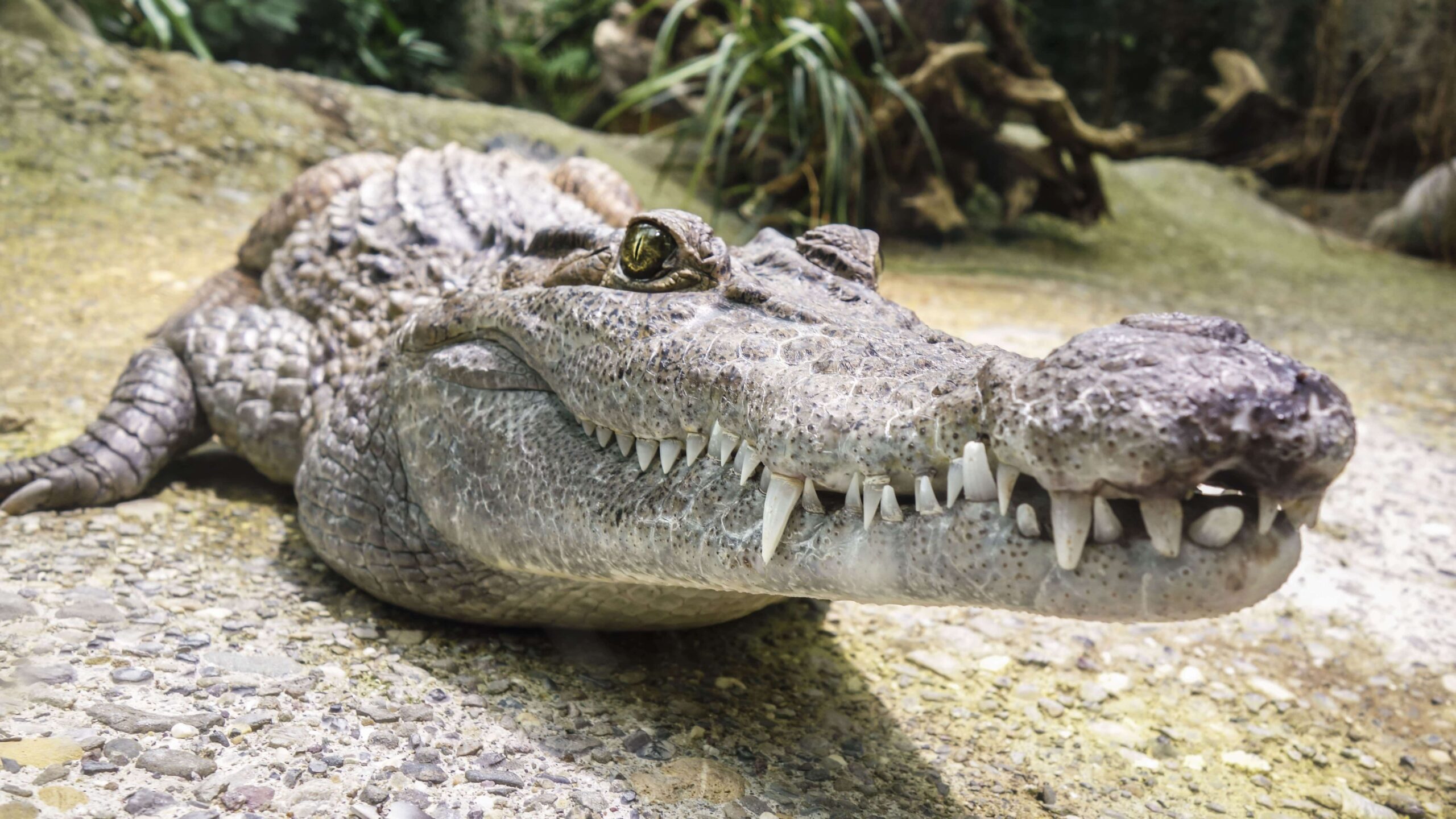crocodile evolution 1