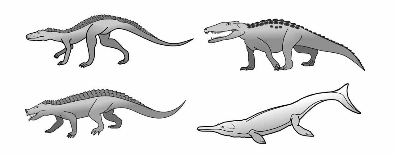 crocodile evolution 2