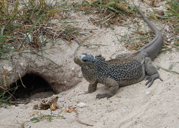 cyclura rileyi rileyi 1