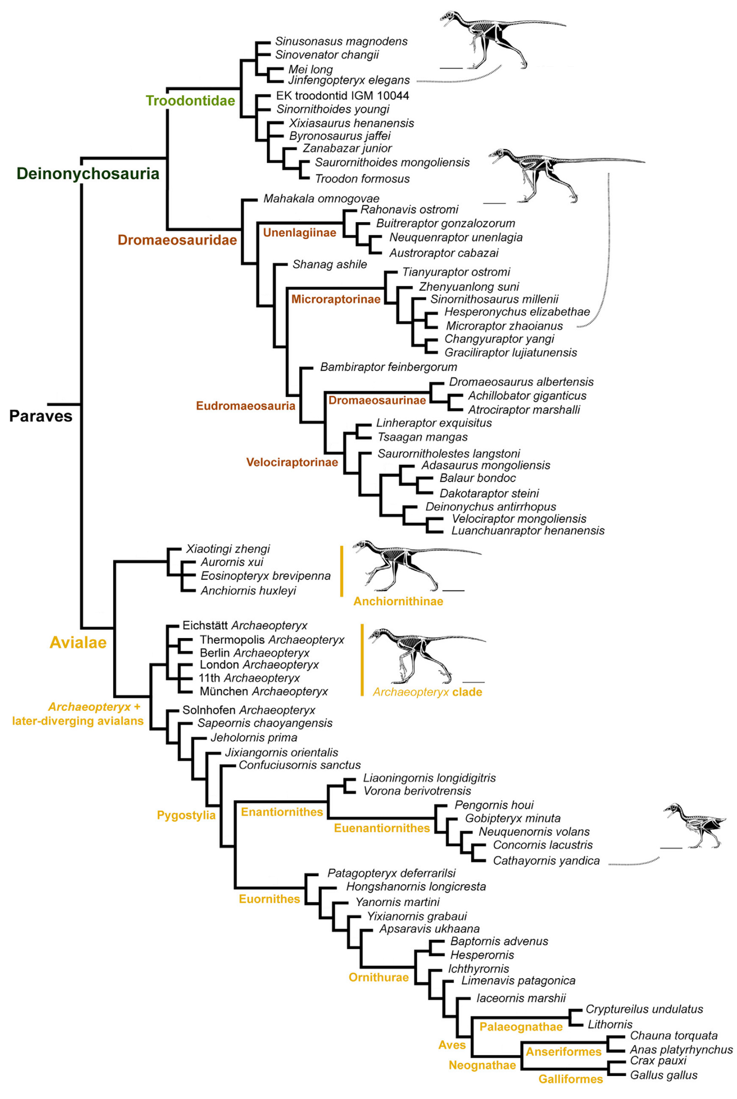 dynosaur flight 6