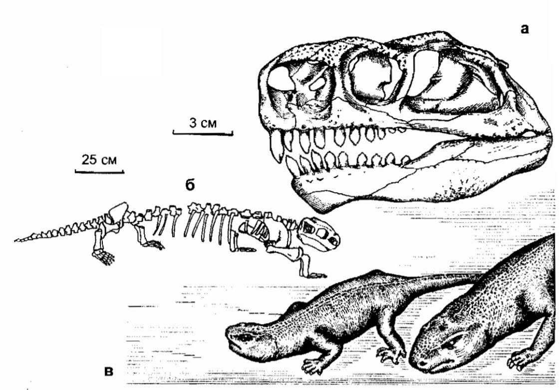 ennatosaurus tecton 2
