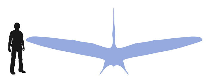 pteranodontidae 3