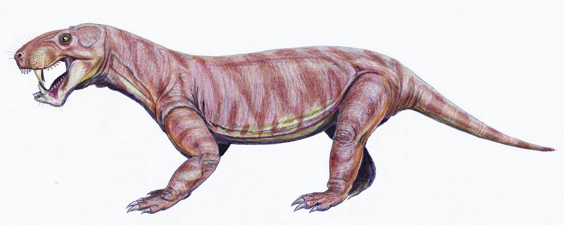 sauroctonus parringtoni 2