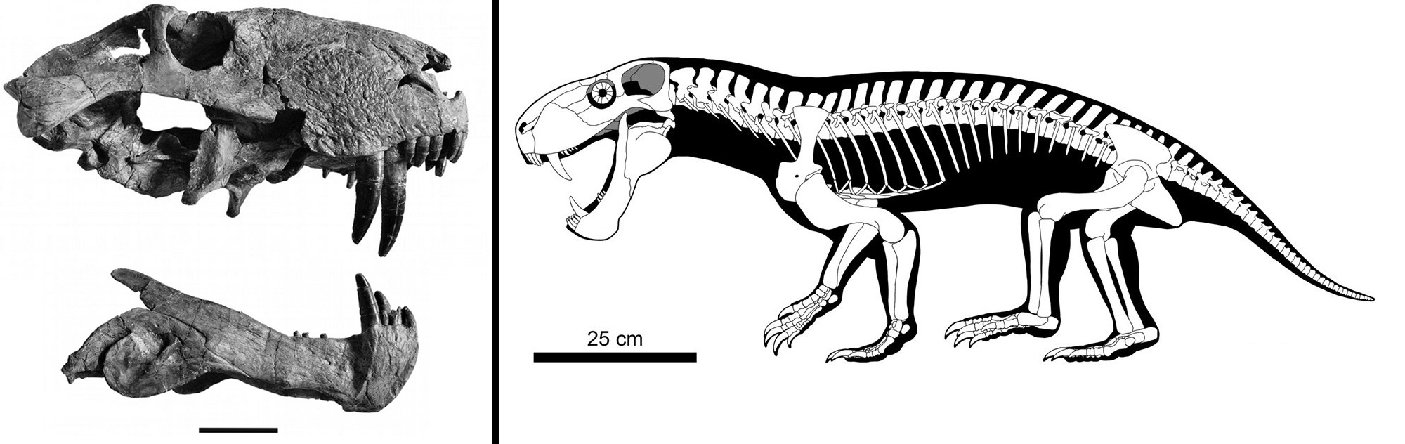 sauroctonus parringtoni 4