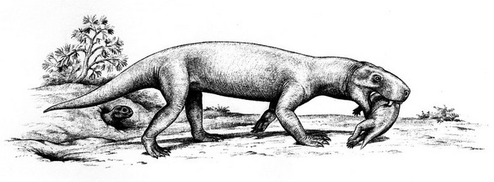 sauroctonus parringtoni 5