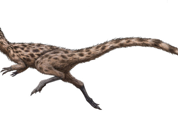 podokesaurus holyokensis 1