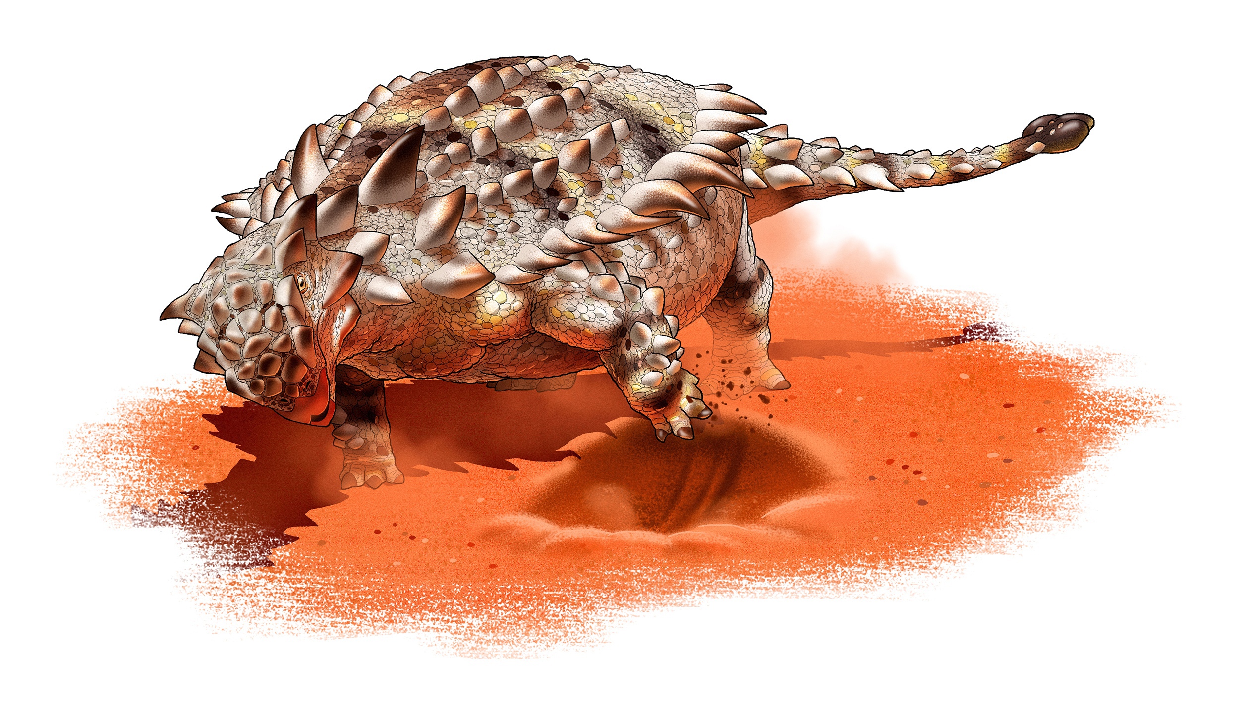 ankylosaurus magniventris 1