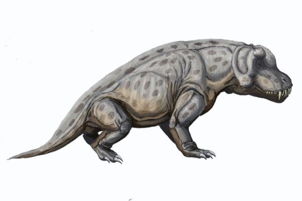 anteosaurus magnificus 1
