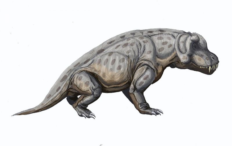 anteosaurus magnificus 1
