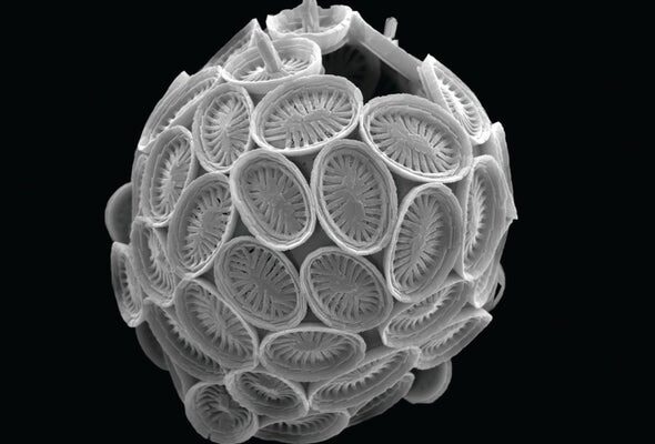 coccolithophorea 1