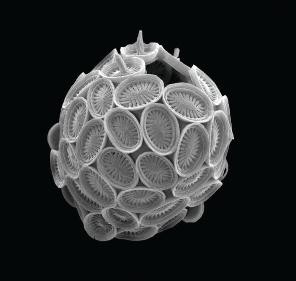 coccolithophorea 1