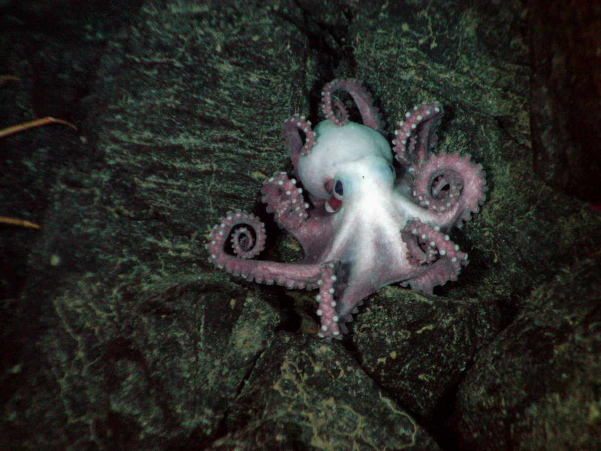 octopodoidea 2